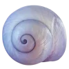 🤩 Эмодзи «Shells» для Telegram