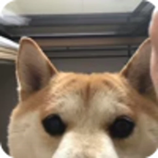🌟 Эмодзи «𝘚𝘩𝘪𝘣𝘢 𝘐𝘯𝘶 🍯» для Telegram