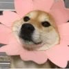 🌹 Эмодзи «Shibainydogefb» для Telegram