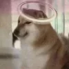 😇 Эмодзи «Shibainydogefb» для Telegram