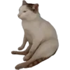 🐈 Эмодзи «Shibainydogefb» для Telegram