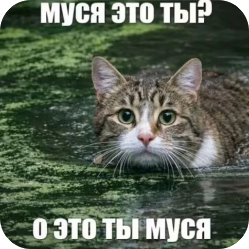 🐱 Стикер «Лунька» для Telegram