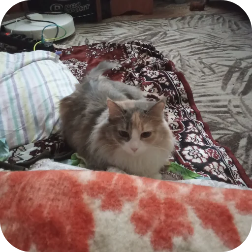 🐱 Стикер «Лунька» для Telegram