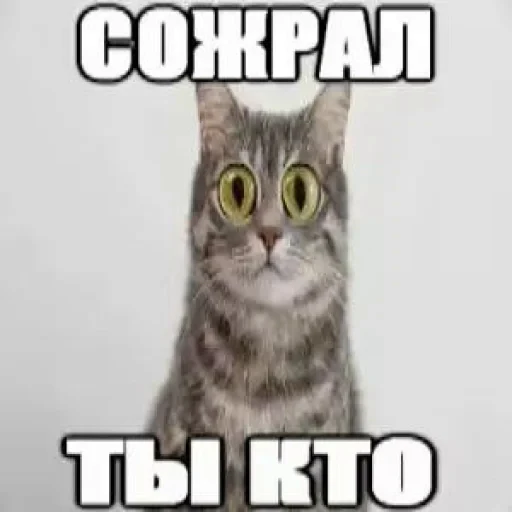 🤩 Стикер «Скибиди свиногул» для Telegram