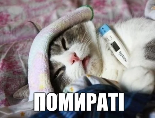 Стикерпак Коты-Украинцы для Telegram — скачать
