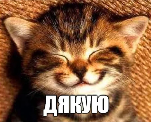 ☺️ Стикер «Коты-Украинцы» для Telegram