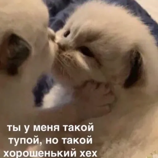 💚 Стикер «Пёсель Сиба-ину» для Telegram