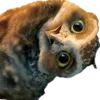 🦉 Эмодзи «🌸 Набор эмоджи с совами» для Telegram