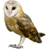 🦉 Эмодзи «🌸 Набор эмоджи с совами» для Telegram