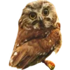 🦉 Эмодзи «🌸 Набор эмоджи с совами» для Telegram
