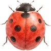 🐞 Эмодзи «Весенние разноцветные буквы и иконки» для Telegram