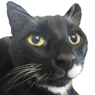 🥺 Стикер «Stepan» для Telegram