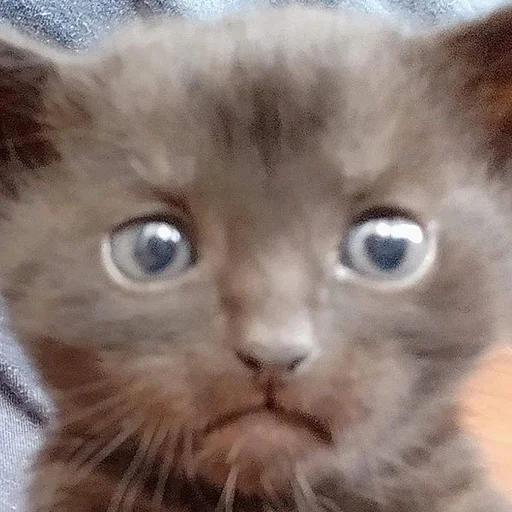 ☹️ Стикер «Stupid Cattos» для Telegram