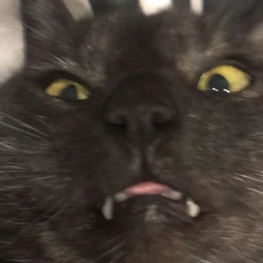 😬 Стикер «Stupid Cattos» для Telegram