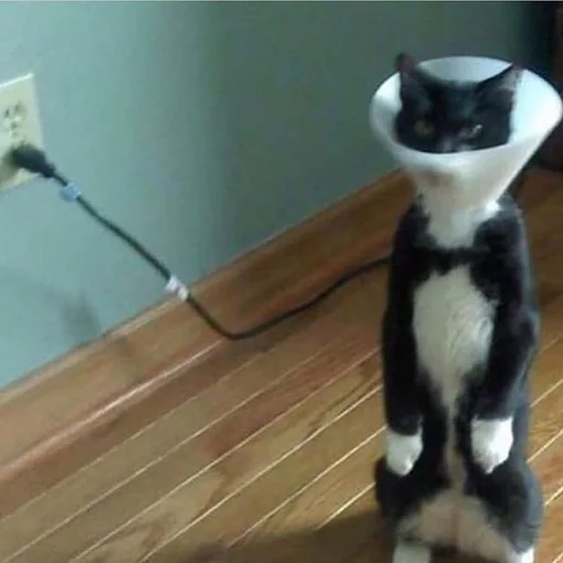 💡 Стикер «Stupid Cattos» для Telegram