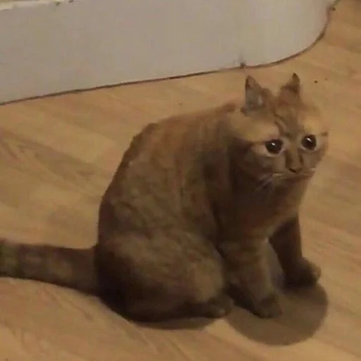 😒 Стикер «Stupid Cattos» для Telegram