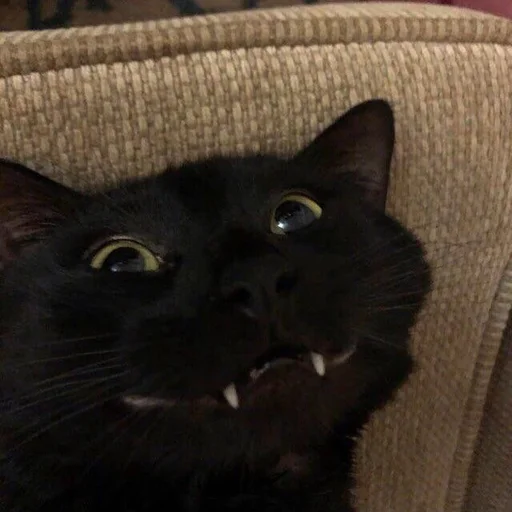 🙂 Стикер «Stupid Cattos» для Telegram