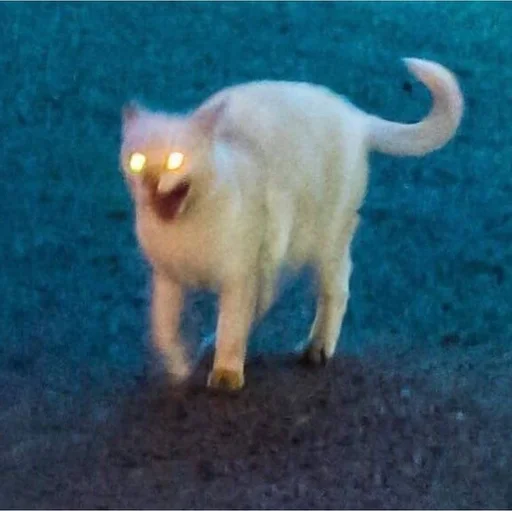 😠 Стикер «Stupid Cattos» для Telegram