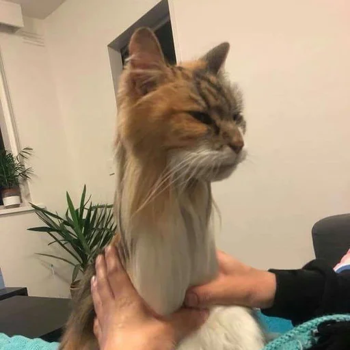 🐍 Стикер «Stupid Cattos» для Telegram