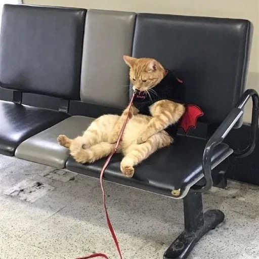 😢 Стикер «Stupid Cattos» для Telegram