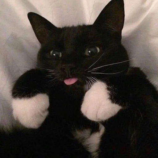 😛 Стикер «Stupid Cattos» для Telegram