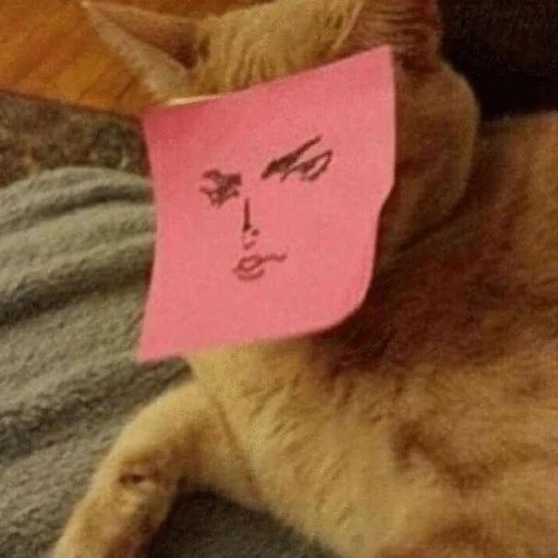😠 Стикер «Stupid Cattos» для Telegram
