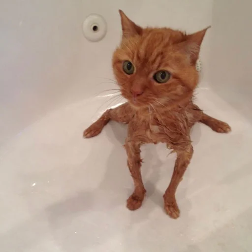 💪 Стикер «Stupid Cattos» для Telegram
