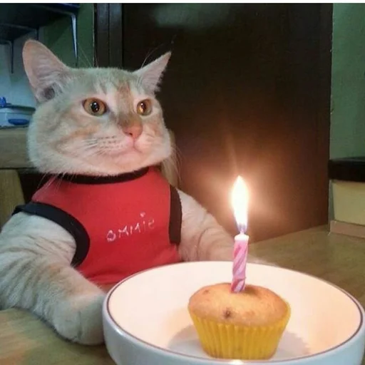 🍰 Стикер «Stupid Cattos» для Telegram