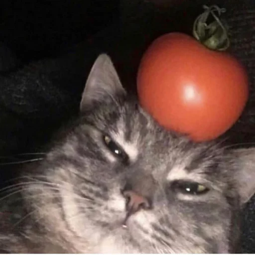 🍅 Стикер «Stupid Cattos» для Telegram