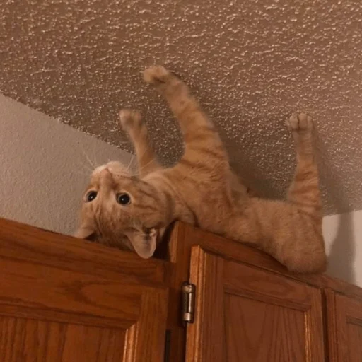 🙃 Стикер «Stupid Cattos» для Telegram