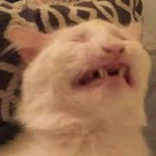 😖 Стикер «Stupid Cattos» для Telegram