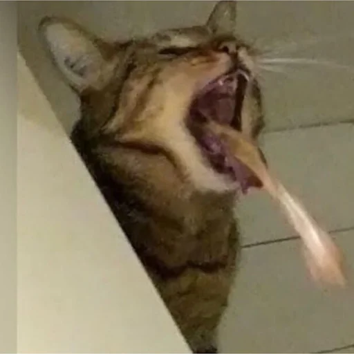 🤢 Стикер «Stupid Cattos» для Telegram