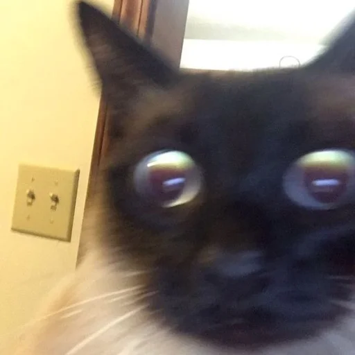 😳 Стикер «Stupid Cattos» для Telegram