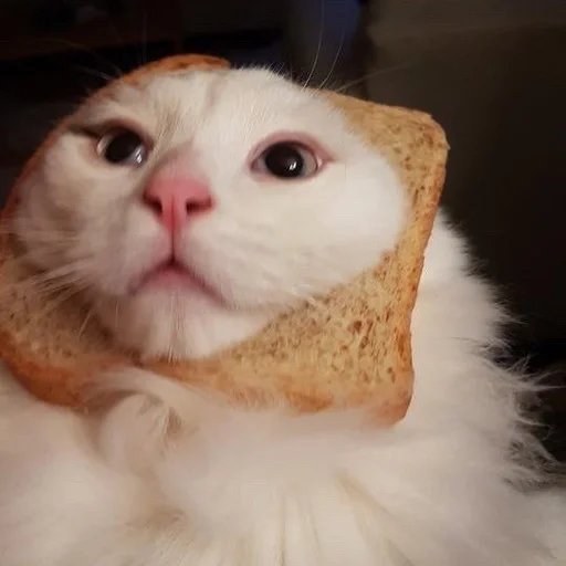 🍞 Стикер «Stupid Cattos» для Telegram