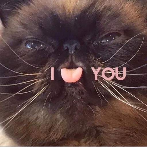 ❤️ Стикер «Stupid Cattos» для Telegram