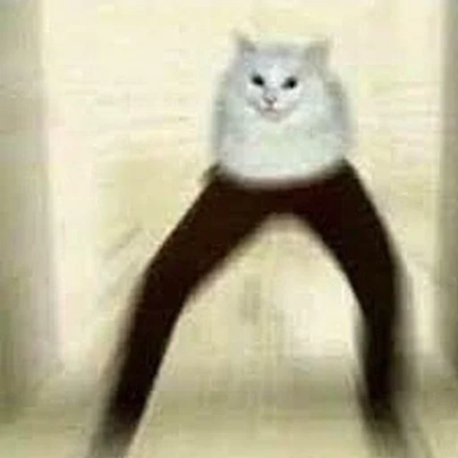 😳 Стикер «Stupid Cattos» для Telegram