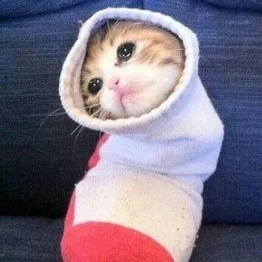 🐍 Стикер «Stupid Cattos» для Telegram