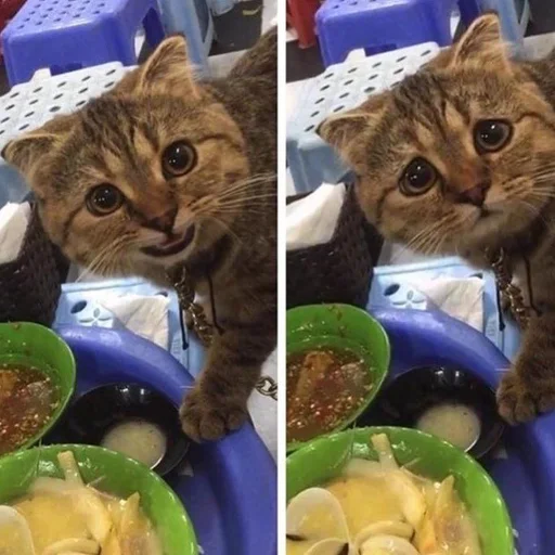🙂 Стикер «Stupid Cattos» для Telegram
