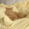 🍌 Эмодзи «Sweet Yellow» для Telegram