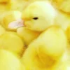 🍌 Эмодзи «Sweet Yellow» для Telegram