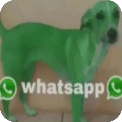 🫥 Стикер «WhatsApp memes» для Telegram