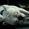 💤 Эмодзи «😄 Terror - пёс из Пацанов» для Telegram