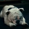 💤 Эмодзи «😄 Terror - пёс из Пацанов» для Telegram
