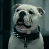 ⛄ Эмодзи «😄 Terror - пёс из Пацанов» для Telegram