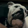 💝 Эмодзи «😄 Terror - пёс из Пацанов» для Telegram
