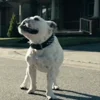 🪑 Эмодзи «😄 Terror - пёс из Пацанов» для Telegram