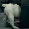🐶 Эмодзи «😄 Terror - пёс из Пацанов» для Telegram