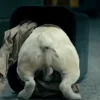 🐶 Эмодзи «😄 Terror - пёс из Пацанов» для Telegram