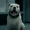 👅 Эмодзи «😄 Terror - пёс из Пацанов» для Telegram