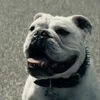 Эмодзи 😄 Terror - пёс из Пацанов для Telegram — скачать